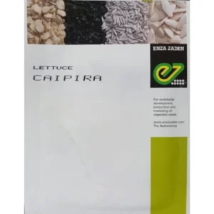 Green Leaf Lettuce Caipira